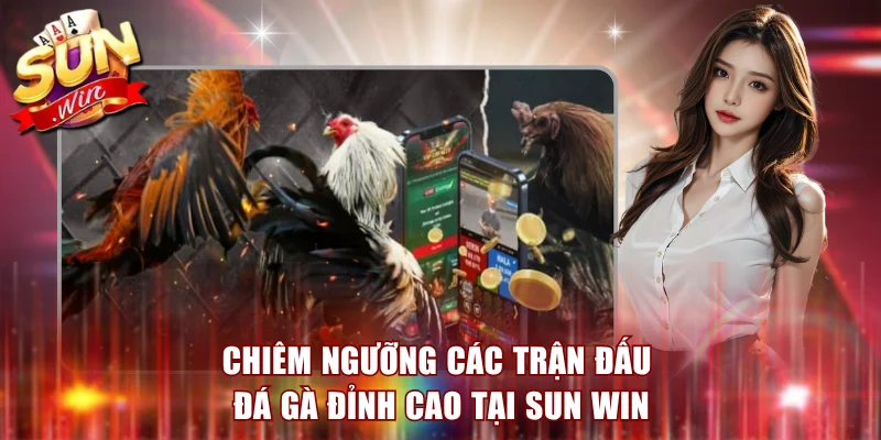 Sun Win blogtoken - Nhà Cái Cá Cược - Sẵn Sàng Bùng Nổ Mọi Trải Nghiệm 11 Chiêm ngưỡng các trận đấu đá gà đỉnh cao tại Sun Win